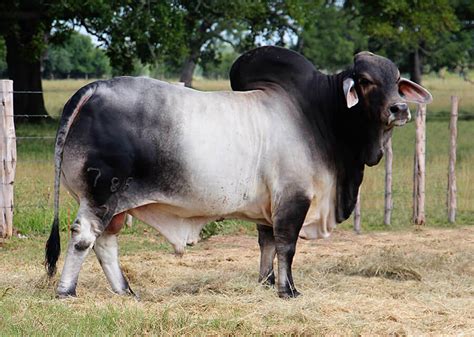 Brc ranch raises primarily grey brahman cattle. Brahman Cattle Colors : What Color Are Brahmans B R Cutrer ...