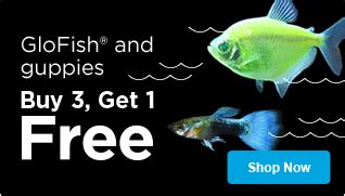 Petco is an excellent choice if you're looking for new pets, since we have locations across the country offering dozens of kinds of colorful live fish. Fish Store: Live Pet Aquarium Fish | Petco