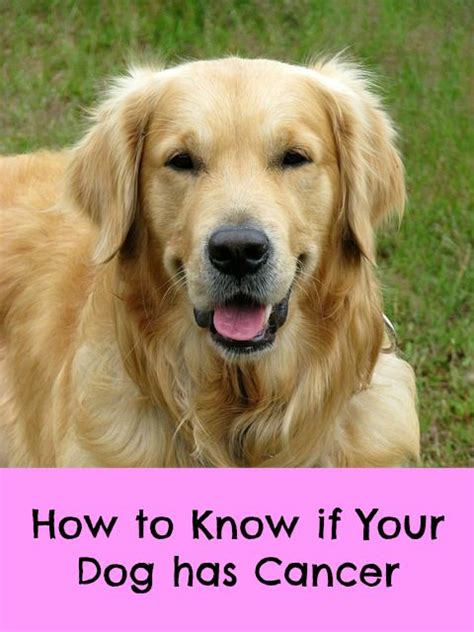 Find out if you qualify. How to Know if Your Dog Has Cancer - Paws Right Here