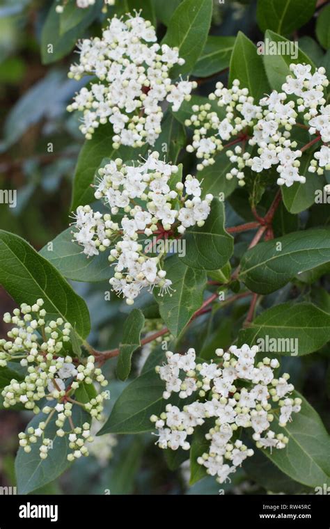 Viburnum Tinus French White Winter Flowering Evergreen Shrub Also