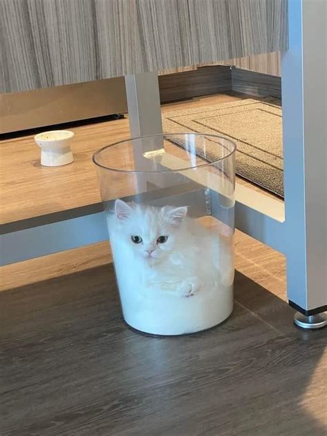 Would You Like A Cup Of Cat Aww