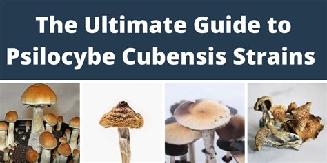 All About Psilocybe Cubensis Varieties And Types Spores And Strains