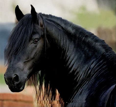 Secrets Of Happiness Worlds Extreme Beautiful Friesian Horse Info