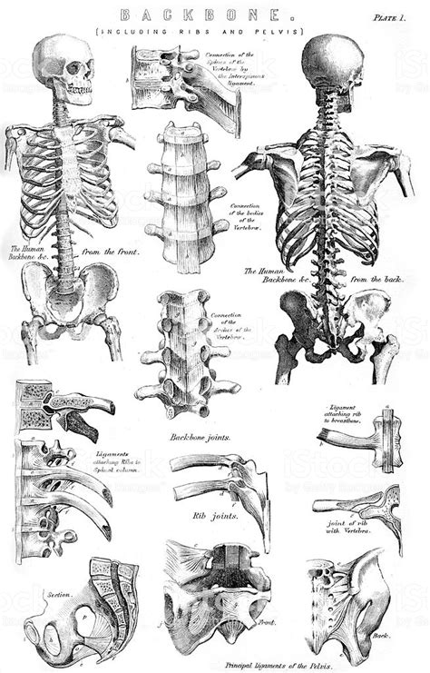 Vintage Engraving Showing The Human Backbone With Ribs And Pelvis