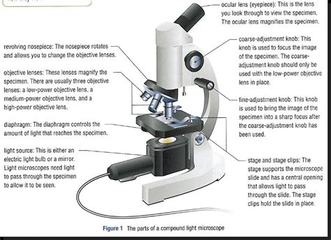 Parts Of A Microscope Worksheet