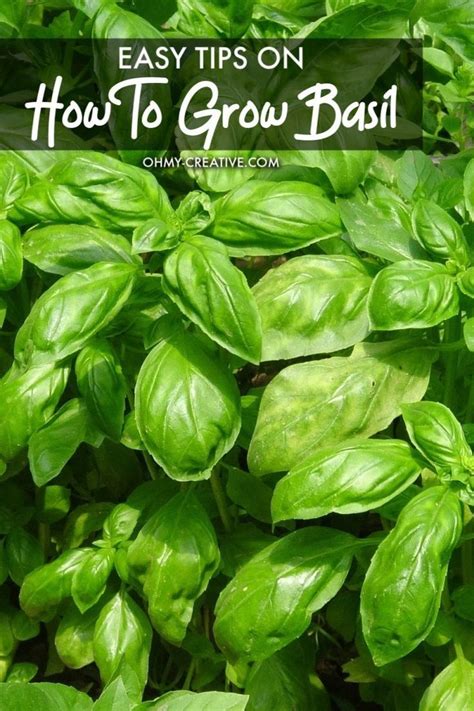 How To Grow Basil And Use It In Recipes Oh My Creative Growing
