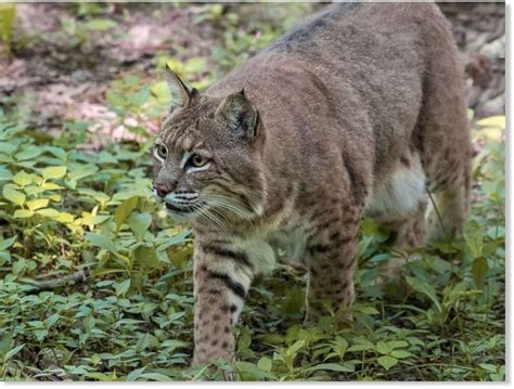 The bobcat is a close relative of the somewhat larger canada lynx (lynx canadensis). Family of 5 attacked by bobcat at Arizona campground ...