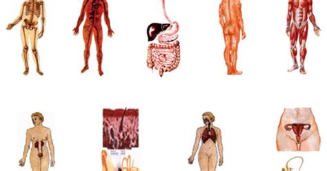 Sistemas Del Cuerpo Humano IntroducciÓn