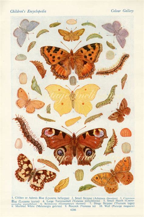 1938 Butterfly Print Plates 6205 6206 Vintage Antique Book Etsy