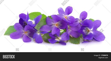Wild Spring Violets Image And Photo Free Trial Bigstock