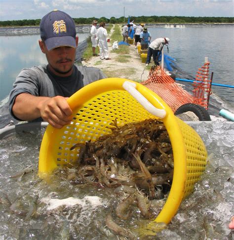 Growth Away From The Coast Examining Inland Shrimp Farming