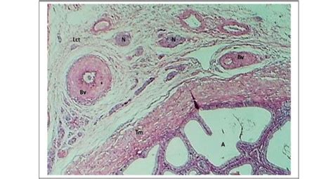 Section Of The Vesicular Gland In Domestic Bull Shows Lumen Of Glands