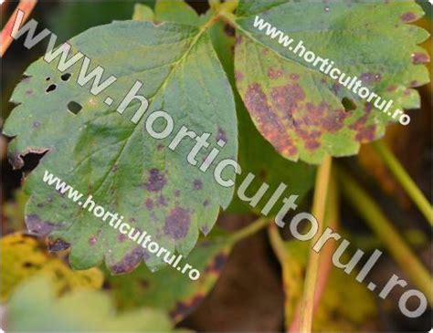 http://www.horticultorul.ro/insecte-boli-daunatori-fungicide-insecticide-ingrasaminte-pesticide/patarea-purpurie-rosie-la-capsun-diplocarpon-earliana/