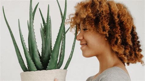 It helps to tame frizz and adds luster and manageability to hair. 6 Reasons to Add Aloe Vera to Your Natural Hair Care Routine