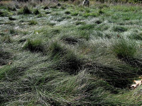 Mowed Creeping Red Fescue