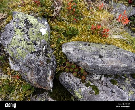 Autumnal Vegetation At The High Mountains Mosses Lichens Dwarf S