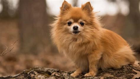 The Top 10 Pomeranian Mixes Petsguided
