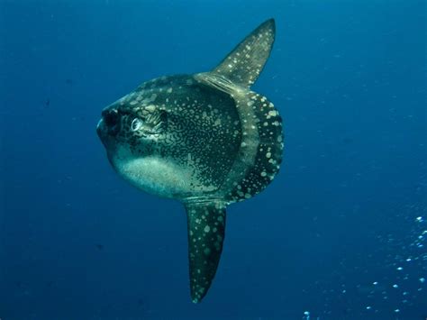 Scuba Diving Bali Nusa Lembongan Mola Mola The Mola Mola Flickr