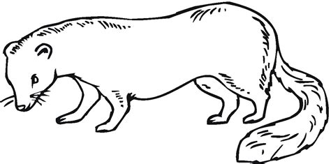Ferret Coloring Pages 321 Coloring Pages