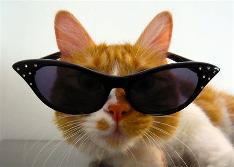 Cool Cat Wearing Sunglasses Greeting Cards By Momocards