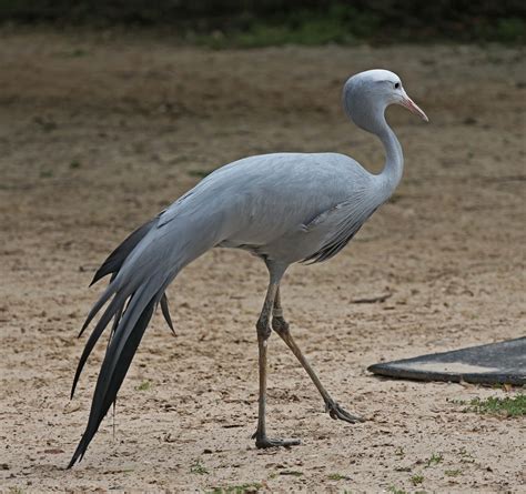 Pictures And Information On Blue Crane