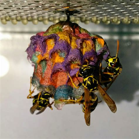 When Given Colored Construction Paper Wasps Build Rainbow Colored