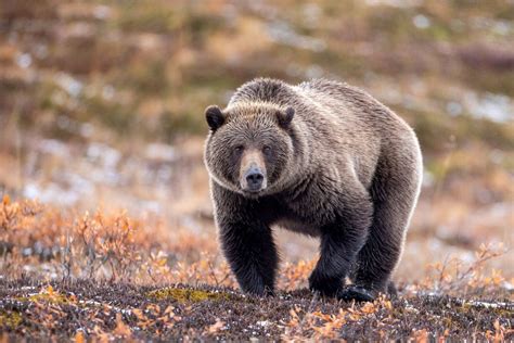 Wild Animals Of Alaska Photo Contest Winners Are In Alaska Litho
