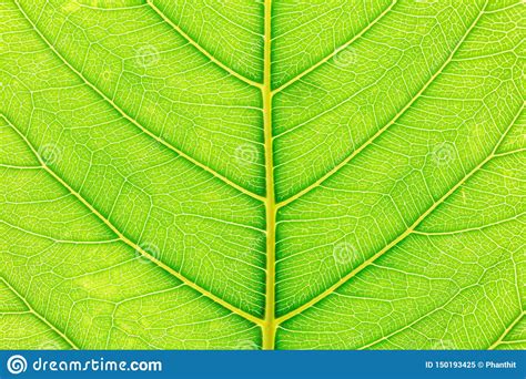 Green Leaf Pattern Texture Background With Light Behind