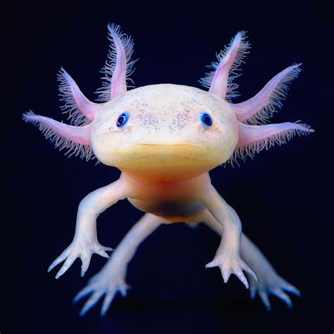 Use them in commercial designs under lifetime, perpetual & worldwide rights. 18 Of The Most Mysterious Sea Creatures In Existence ...