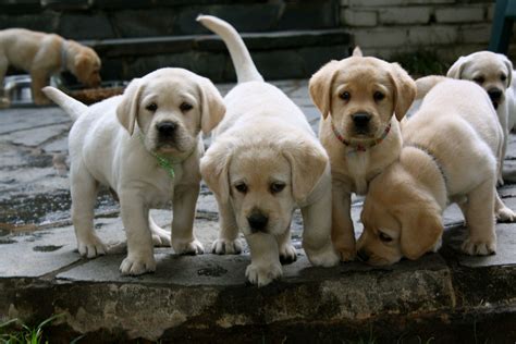 Yellow Labs Lab Puppies Yellow Lab Puppies Cute Dogs