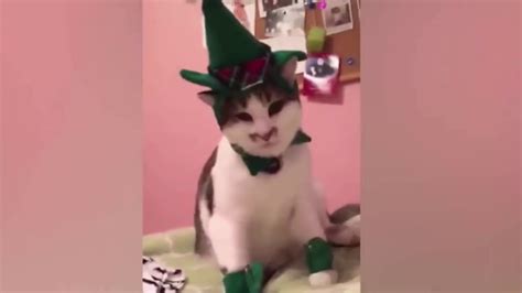 Funniest Cat Compilation Video 2018 Youtube