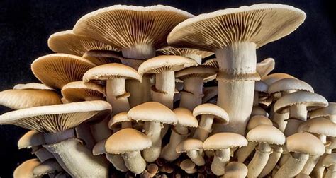 Mushroom Facts 25 Interesting Facts About Mushrooms