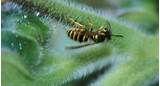 Wasp Exterminator Ireland