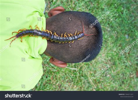 Centipedes Poisonous Animals Can Bite Release Stock Photo 1994211221