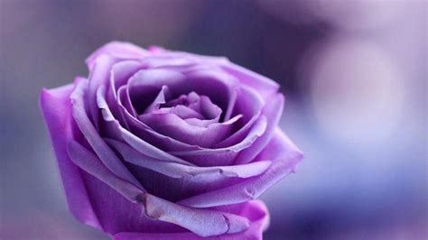 Free Download Purple Roses Background Wallpaper High Definition High