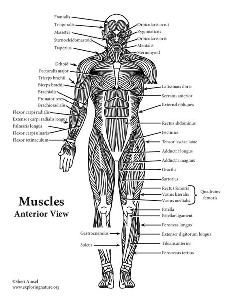 Human Body Muscles Labeled Front And Back Human Body Full Figure Male