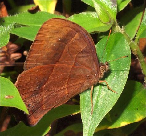 Free for commercial use no attribution required high quality images. Large brown butterfly, Nymphalidae, Satyrinae ...