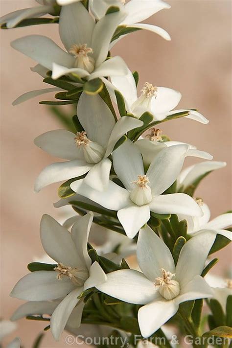 Crowea Exalata White Star Photo White Flowers Photo Stock Images