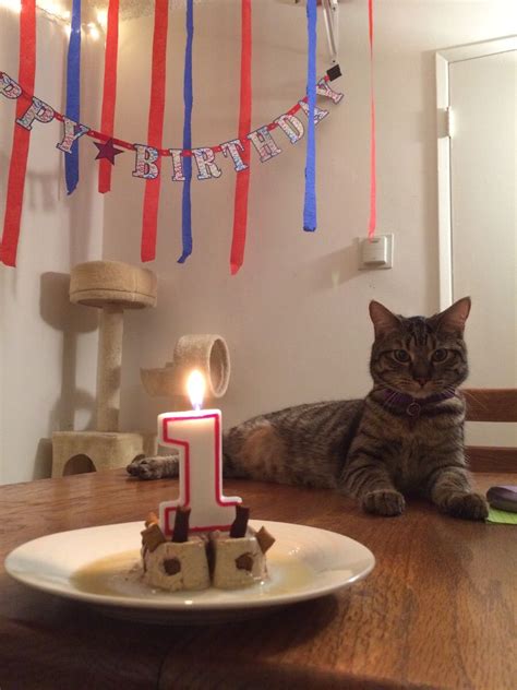 We Threw A 1st Birthday Party For My Cat Tonight Ifttt2mna94o
