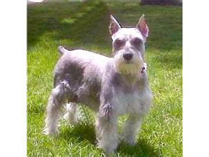 We are dedicated to breeding good quality miniature toy schnauzers, we breed for quality not quantity. Miniature Schnauzer Puppies in Colorado