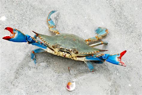 Wallpaper Animals Food Nature Crabs Seafood Crustaceans