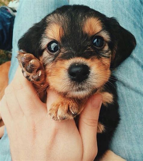 Untitled Cute Puppy Dog Animal Pets Cute Dogs Cute Baby