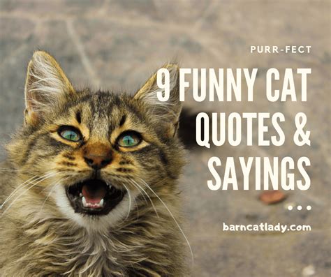 Top 30 Funny Cat Memes Quotes Words Sayings Cloud Hot Girl