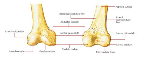 Lateral Condyle Earth S Lab
