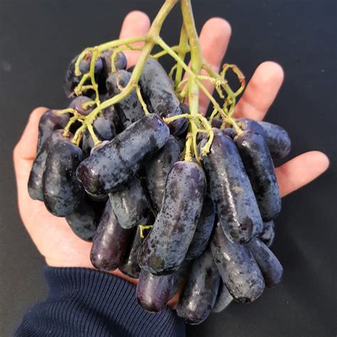 South Africa Sweet Sapphire Black Grape 800gpack