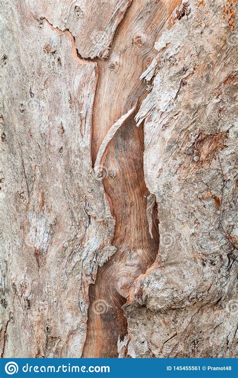Tree Trunk Nature Bark Texture Pattern Wood For