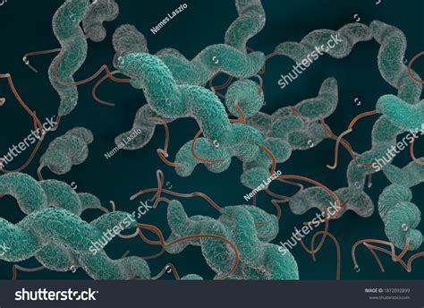 Campylobacter Jejuni Bacteria D Render Illustration Stock Illustration