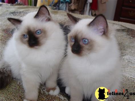 Kittens in cats & kittens for sale. Birman Kitten for Sale: Quincy Quantum SOLD THESE TWO HAVE ...