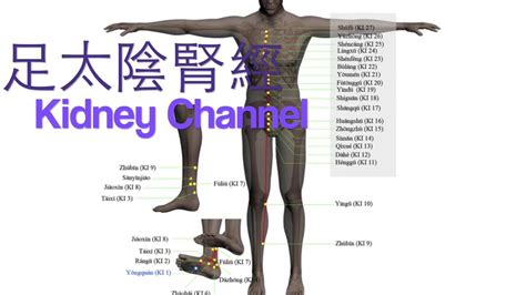 Tcm Kidney Channel Of Foot Shaoyin 足太陰腎經 Youtube