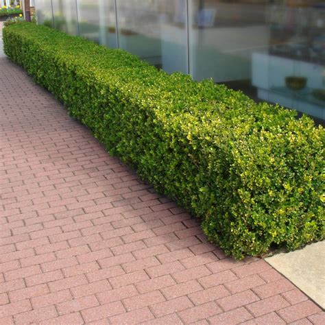 Proven Winners 45 In Qt North Star Boxwood Buxus Live Evergreen